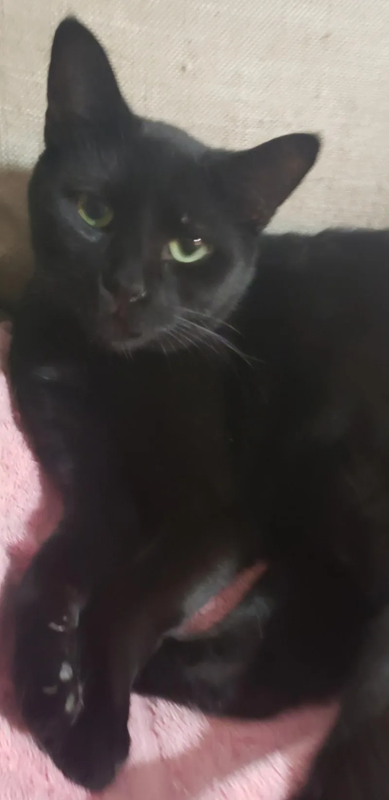 A young medium-sized male Black Domestic Short Hair cat named Happy N. Lovable for adoption in New York, NY