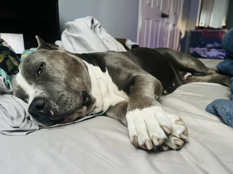 A young medium-sized male Pit Bull Terrier dog named Kona Kai for adoption in Cool, CA