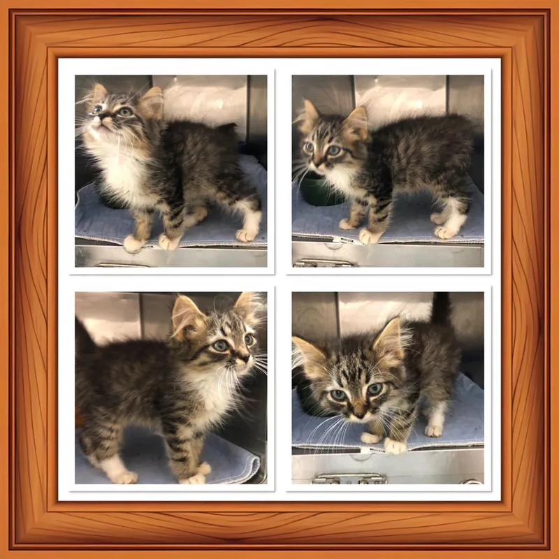 A baby small-sized male Tabby (Gray / Blue / Silver) Domestic Long Hair cat named Drogan for adoption in Buckhannon, WV