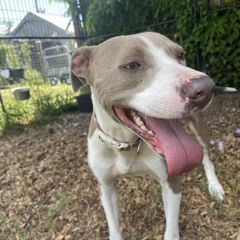 Chandler thumbnail 2