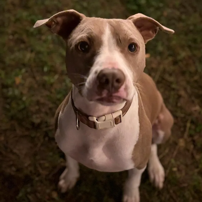 Chandler thumbnail 4