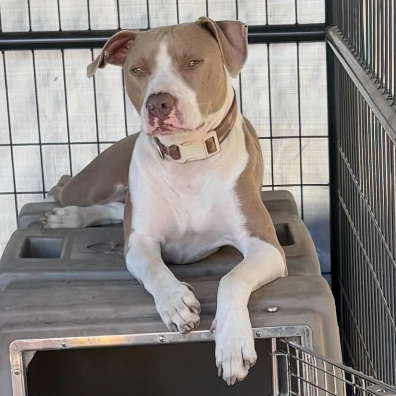 Chandler thumbnail 5