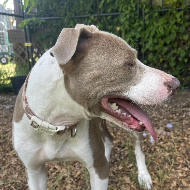 Chandler thumbnail 6