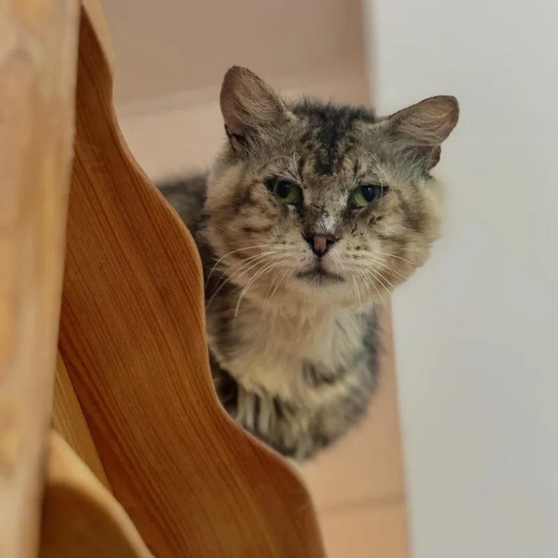 An adult large-sized male Domestic Medium Hair cat named Dylan for adoption in Jupiter, FL