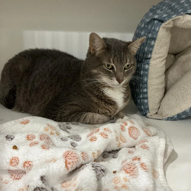 An adult large-sized female Gray / Blue / Silver Domestic Short Hair cat named Emmy for adoption in Elizabeth City, NC