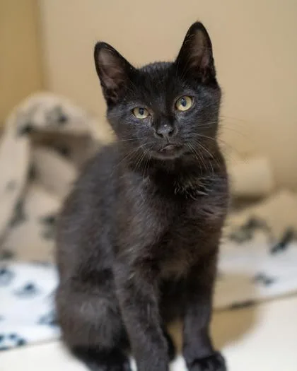 A baby small-sized male Domestic Short Hair cat named Kipper for adoption in Pequot Lakes, MN