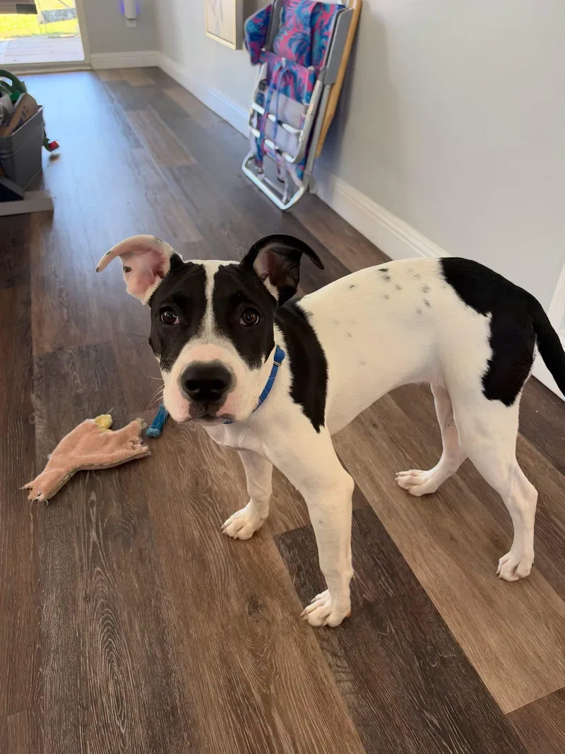 A young medium-sized female White / Cream English Bulldog dog named Panda for adoption in Pawleys Island, SC
