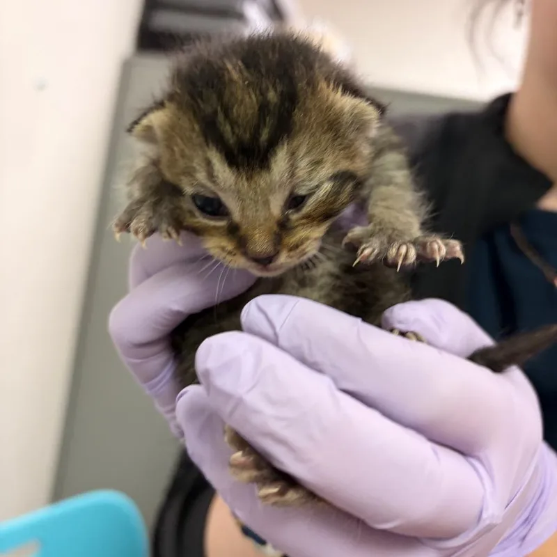A baby small-sized male Gray / Blue / Silver Domestic Short Hair cat named Head for adoption in Charleston, WV