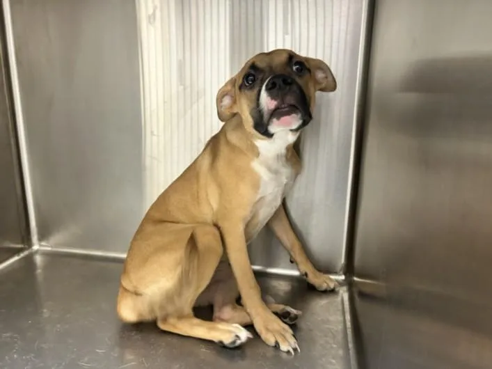 A young medium-sized female Pit Bull Terrier dog named Suki for adoption in Los Angeles, CA