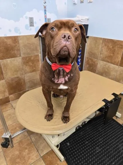 An adult large-sized male Mixed Breed dog named Mr. Brown for adoption in West Chester, PA