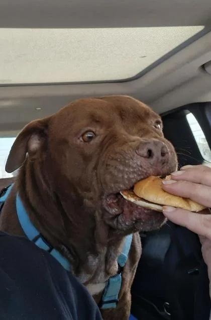 Mr. Brown thumbnail 2