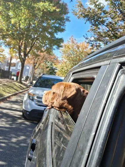 Mr. Brown thumbnail 3