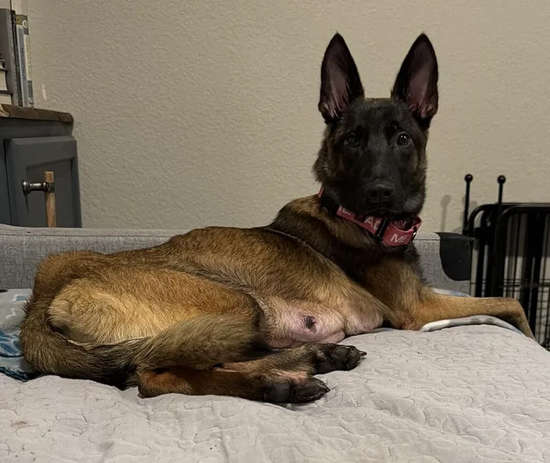 A young small-sized female Tricolor (Brown, Black, & White) Belgian Shepherd / Malinois dog named Lily Pad Located in for adoption in Imlay City, MI