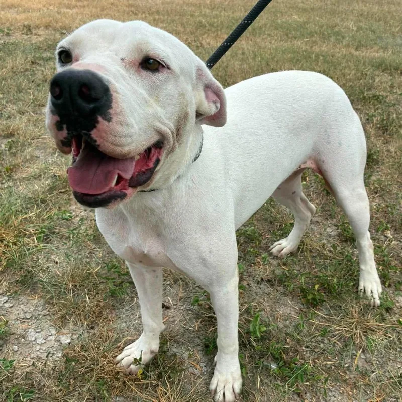 An adult medium-sized female White / Cream Boxer dog named Cloude JuM for adoption in Austin, TX