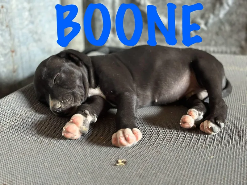 Boone thumbnail 2