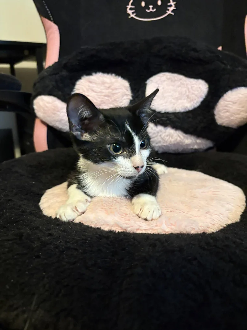 A baby medium-sized male Black & White / Tuxedo Domestic Short Hair cat named Flareon for adoption in Oviedo, FL
