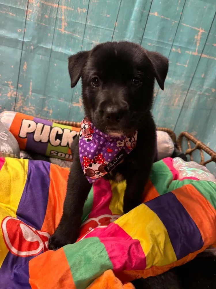A baby large-sized female Mixed Breed dog named Kit Kat for adoption in Dorr, MI