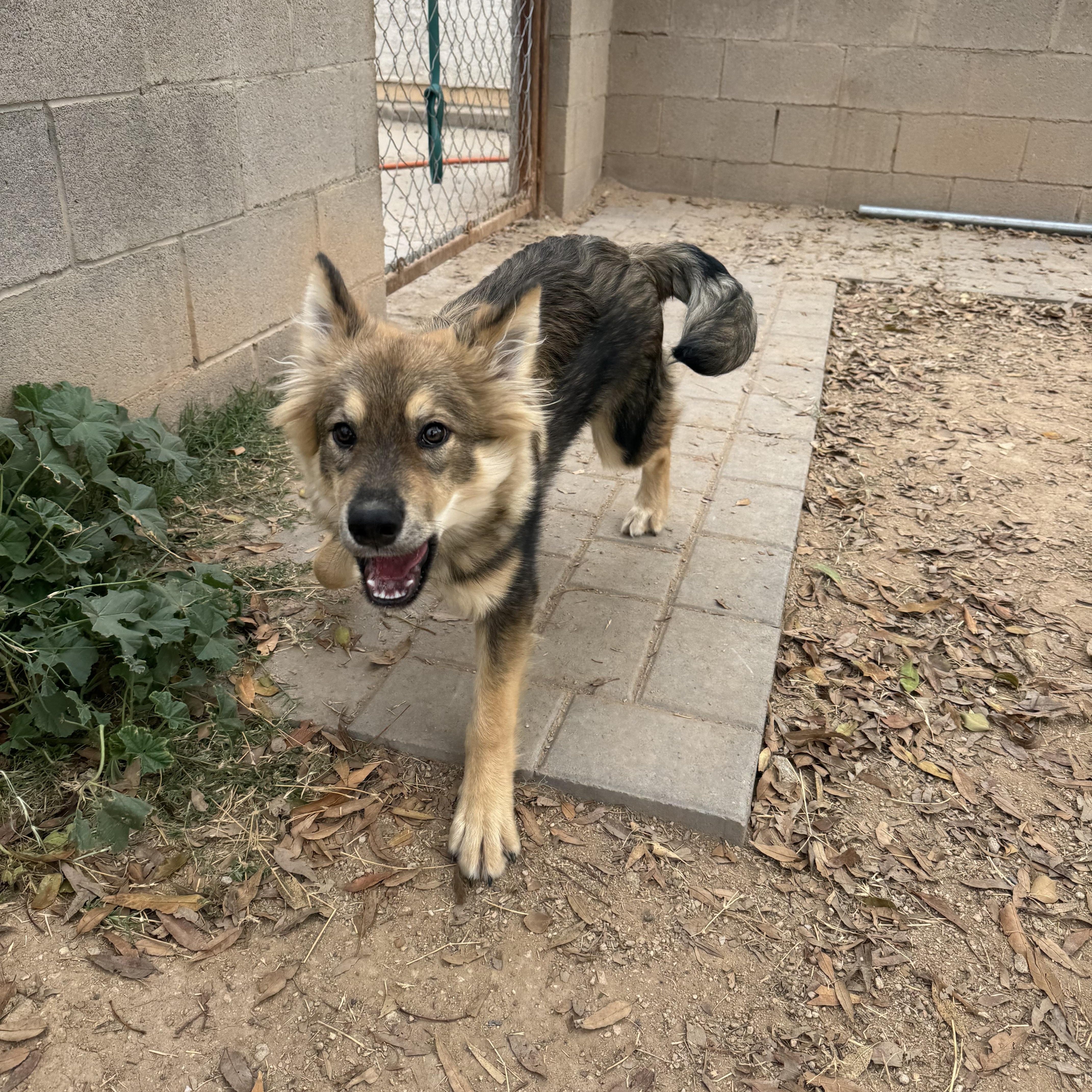 A young medium-sized male German Shepherd Dog dog named Zuko for adoption in Phoenix, AZ