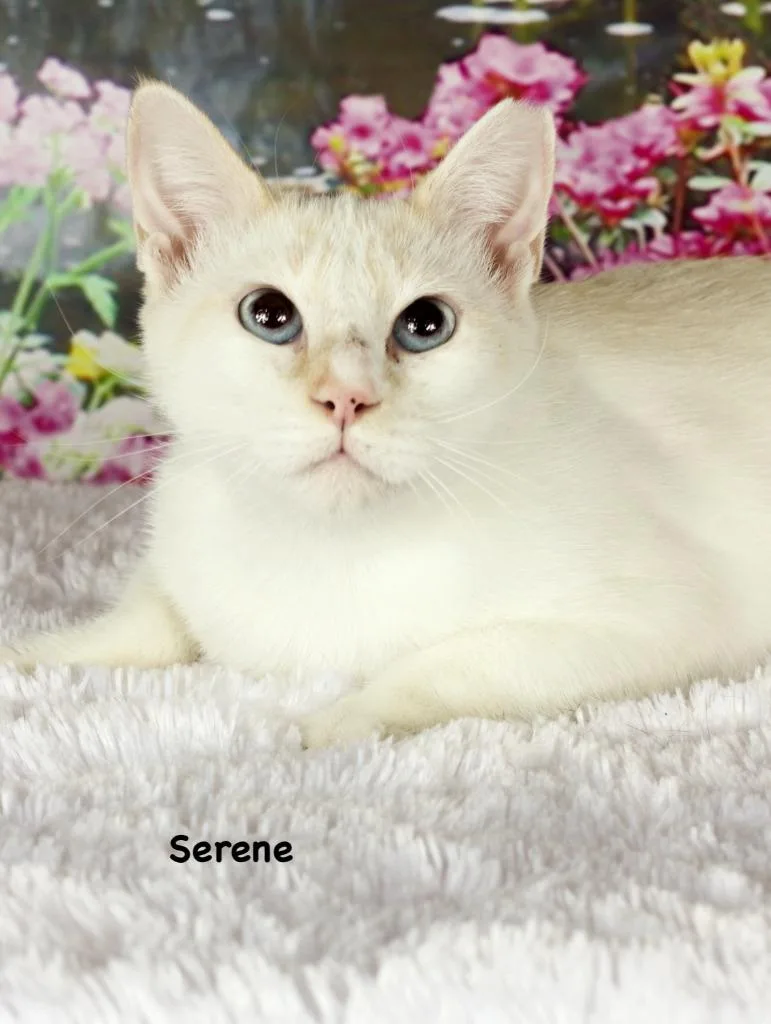 Serene