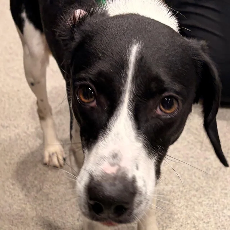 An adult medium-sized male White / Cream Beagle dog named Poppyseed for adoption in Tampa, FL