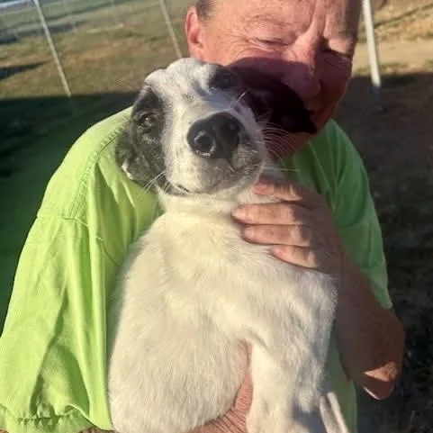 A baby small-sized male Jack Russell Terrier dog named Frazier for adoption in Tunica, MS