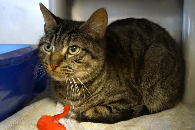 An adult medium-sized male Tabby (Brown / Chocolate) Tabby cat named Poncho for adoption in New Milford, CT