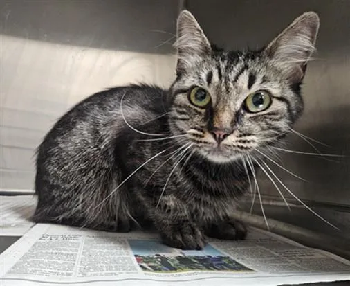 An adult medium-sized female Domestic Short Hair cat named Sage for adoption in Los Angeles, CA