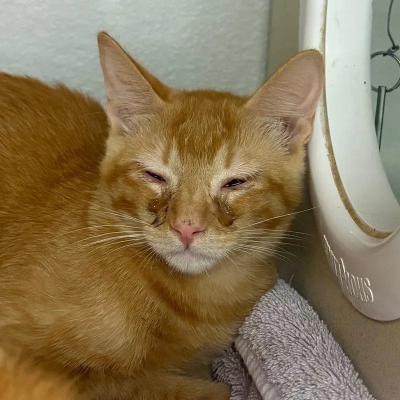 A young small-sized male Orange / Red Domestic Short Hair cat named Jerry for adoption in Yuma, AZ