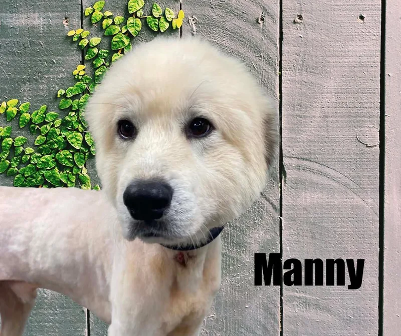 A young large-sized male White / Cream Great Pyrenees dog named Manny for adoption in Marshville, NC
