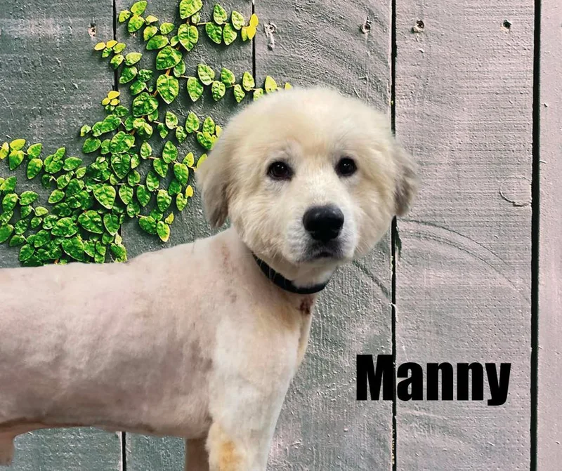 Manny thumbnail 2