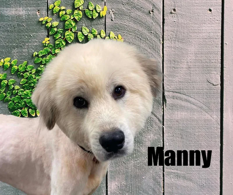 Manny thumbnail 3