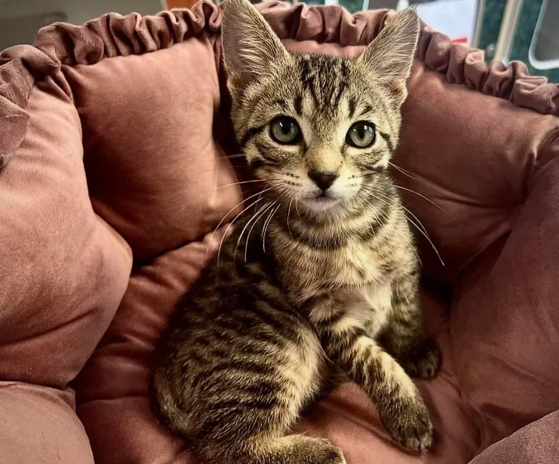 A baby medium-sized male Domestic Short Hair cat named Elle for adoption in Gettysburg, PA