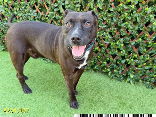 An adult large-sized male Mixed Breed dog named Neno for adoption in West Palm Beach, FL