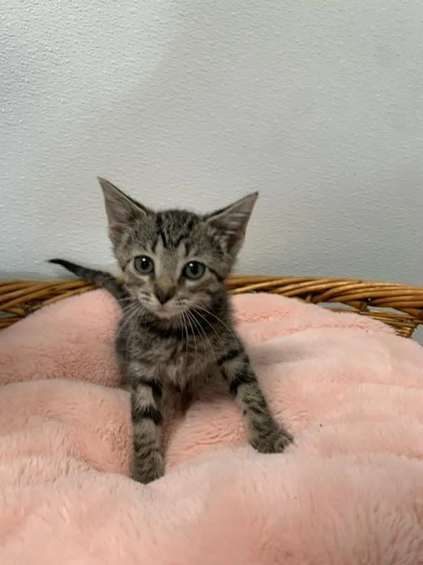 A young medium-sized female Domestic Short Hair cat named Ruthie for adoption in Batesville, AR