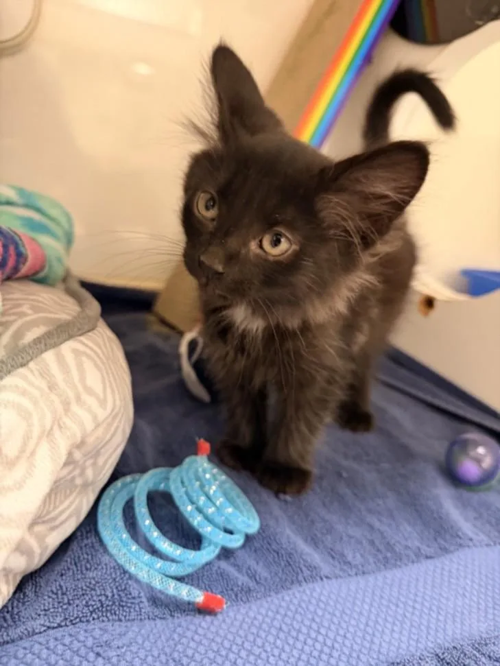 A baby small-sized male Domestic Short Hair cat named A for adoption in Hayward, CA