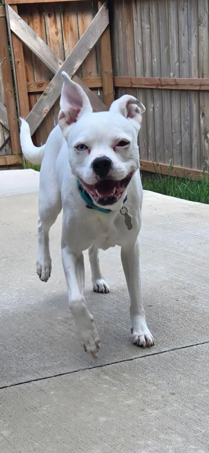 An adult medium-sized female Boxer dog named Mabel for adoption in Kansas City, MO
