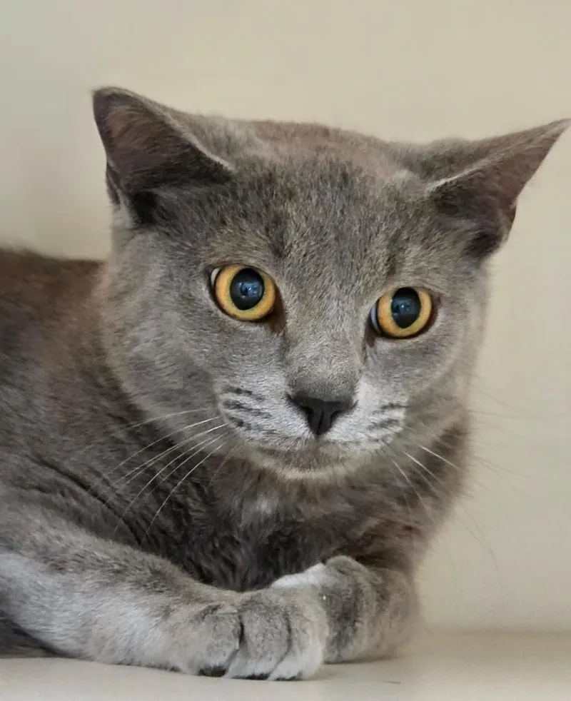Working Cat: Gus thumbnail 2