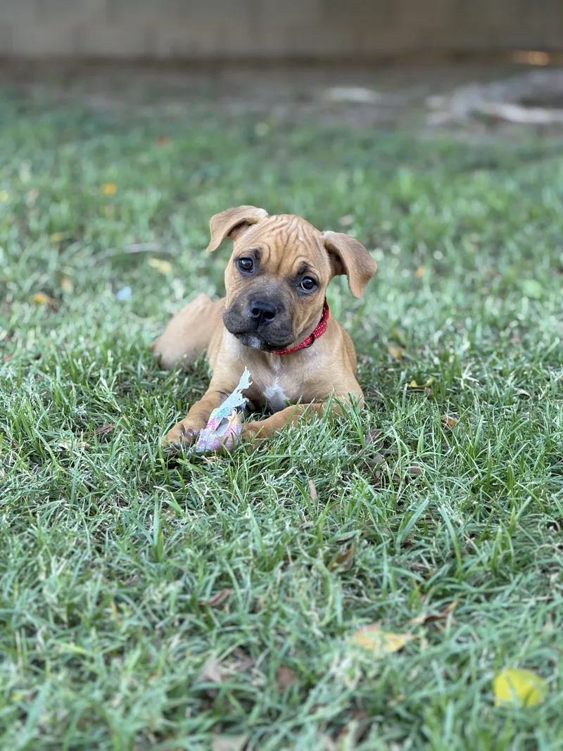 A baby small-sized female Bicolor American Staffordshire Terrier dog named Rose for adoption in Chandler, AZ