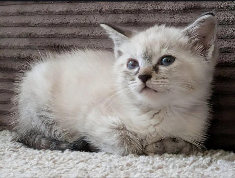 Missy