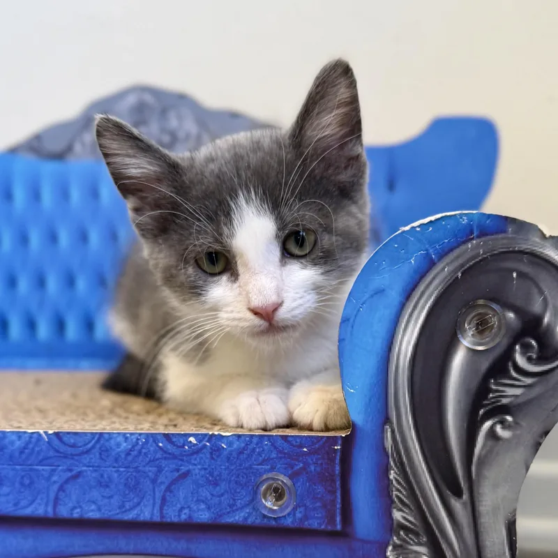 A baby medium-sized female Gray & White Domestic Short Hair cat named Lady Grey for adoption in Mount Rainier, MD