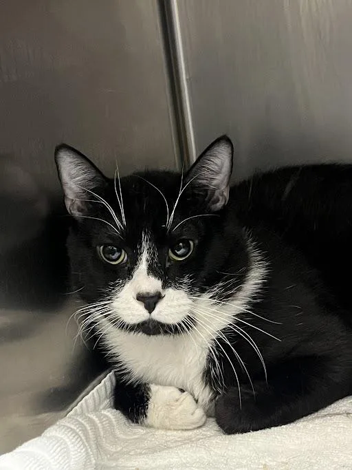 A young large-sized male Domestic Short Hair cat named Meowy for adoption in Las Vegas, NV