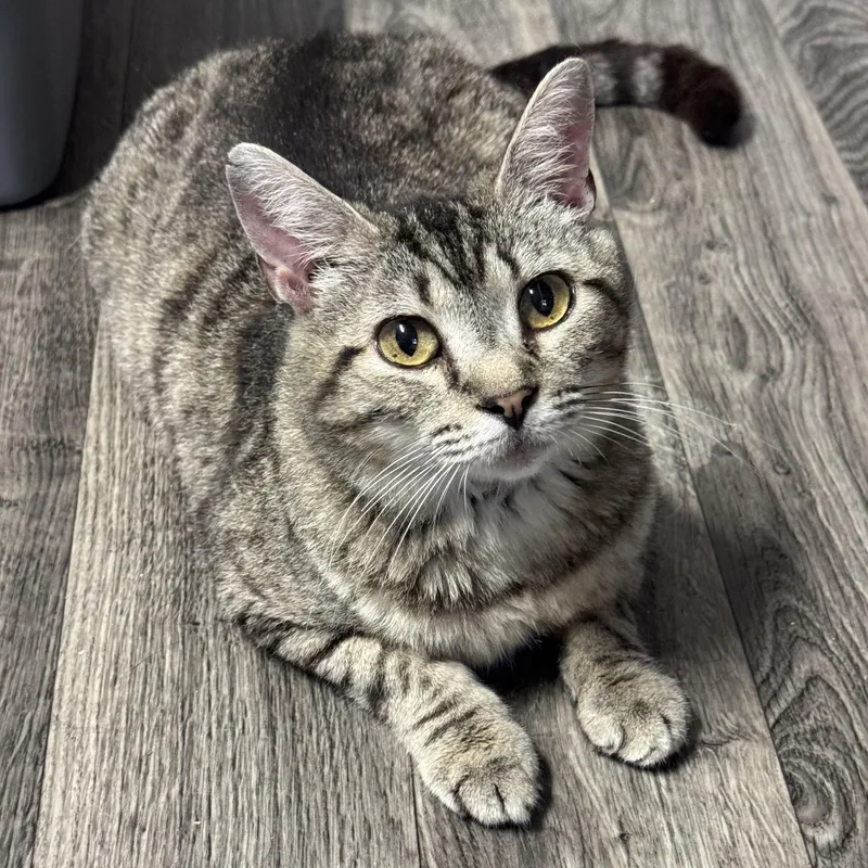 An adult medium-sized female Tabby (Buff / Tan / Fawn) Domestic Short Hair cat named Leia for adoption in Orange, VA