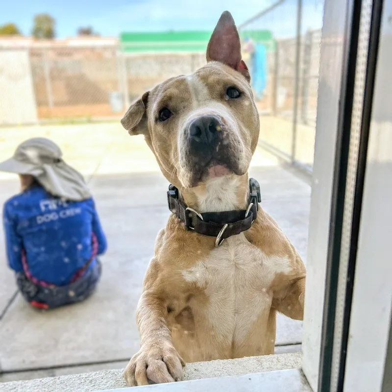 A young medium-sized female Pit Bull Terrier dog named Roxtanne for adoption in Oakland, CA