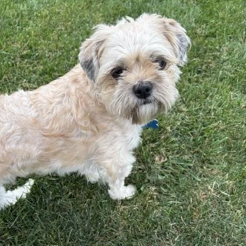An adult small-sized male Shih Tzu dog named Eddie for adoption in Brockport, NY