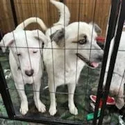An adult medium-sized female Australian Shepherd dog named Ellie for adoption in Dallas, TX