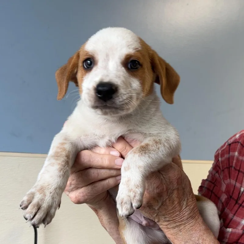 A baby medium-sized male Brown / Chocolate Beagle dog named Xavier for adoption in Maynardville, TN