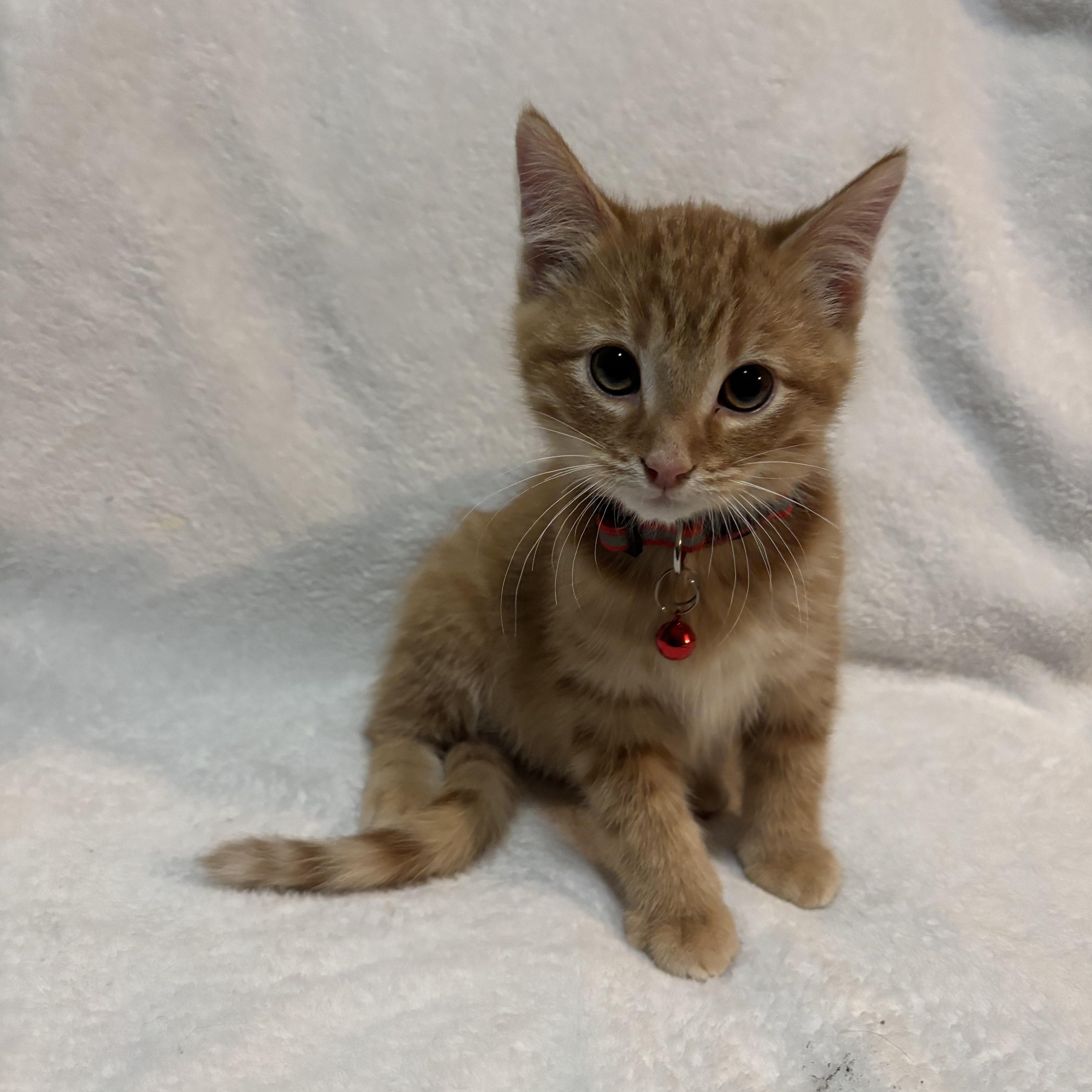 A baby medium-sized male Tabby (Orange / Red) Domestic Short Hair cat named Corn Dog for adoption in Farmington, MN