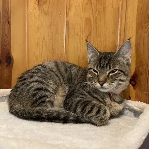 An adult medium-sized male Tabby (Brown / Chocolate) Tabby cat named Jolly Rancher Candy for adoption in Friendswood, TX