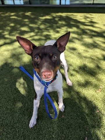 An adult small-sized male Rat Terrier dog named Hidalgo for adoption in San Martin, CA