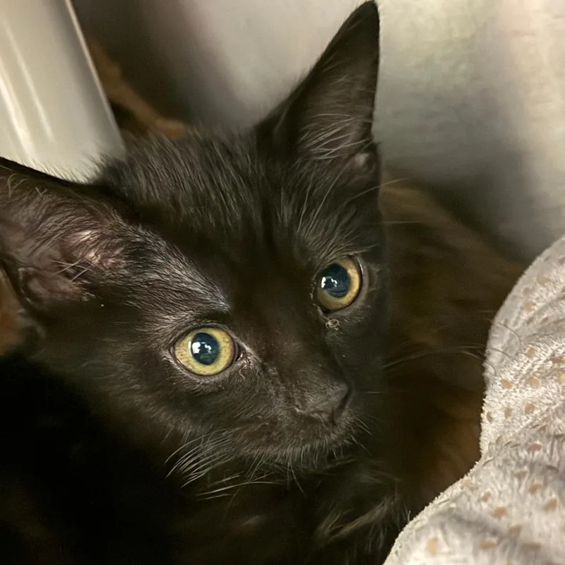A baby small-sized female Black Domestic Medium Hair cat named Junco for adoption in Sonoma, CA